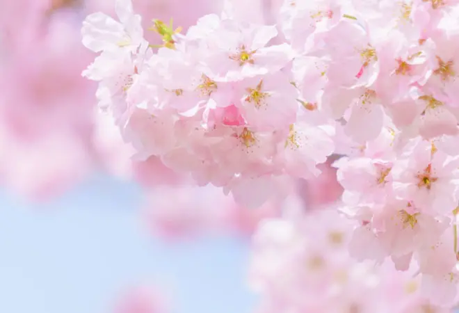 桜