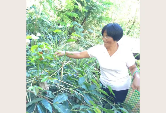 森林栽培