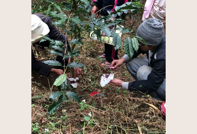 森林農法
