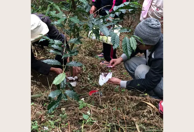 森林栽培