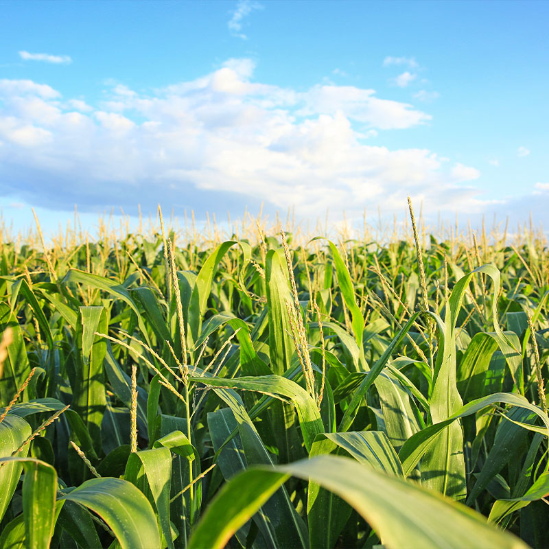 とうもろこし