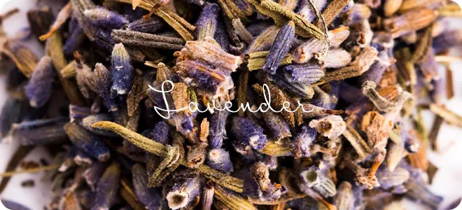 ラベンダー